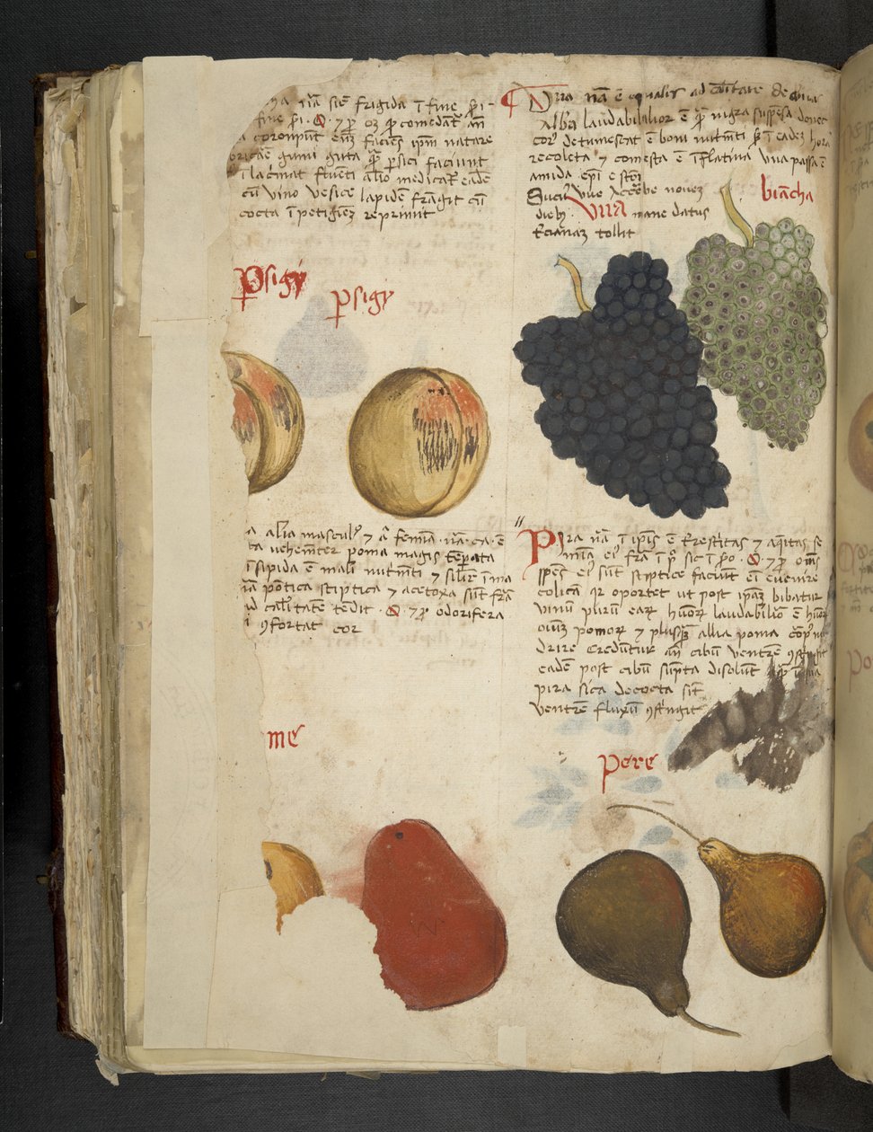 Lisää MS 41623 f.121v Fruits, 