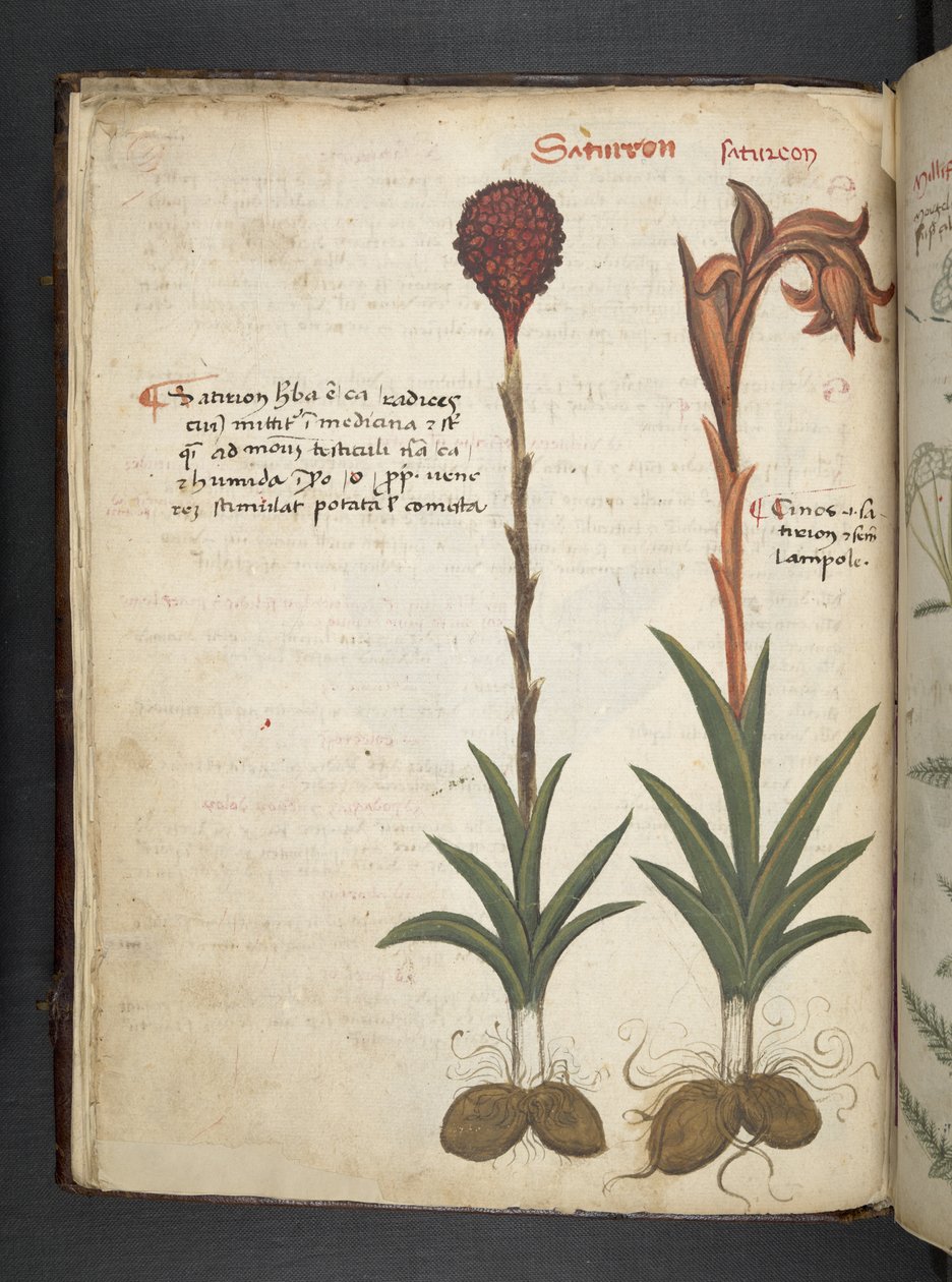 Lisää MS 41623 f.13v A yrtti, Belluno (muste ja väri velumilla) tekijältä Italian School