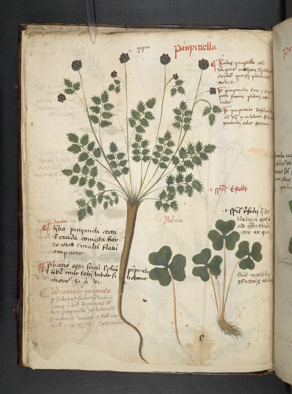 Lisää MS 41623 f.14v A yrtti, Belluno (muste ja väri velumilla) tekijältä Italian School