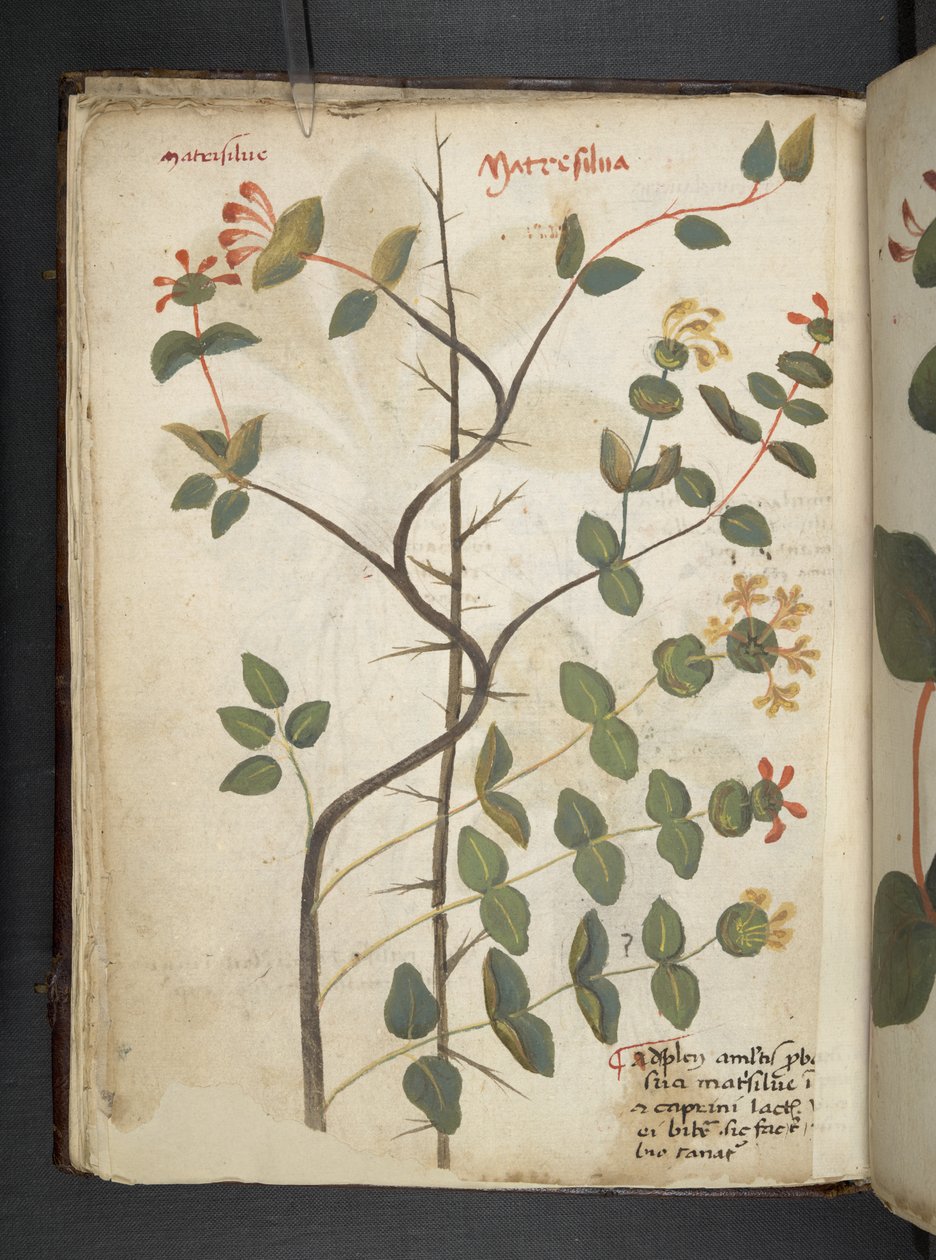 Lisää MS 41623 f.15v A yrtti, Belluno (muste ja väri velumilla) tekijältä Italian School