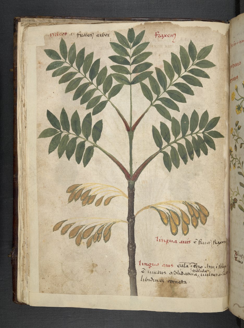 Lisää MS 41623 f.17v A yrtti, Belluno (muste ja väri velumilla) tekijältä Italian School