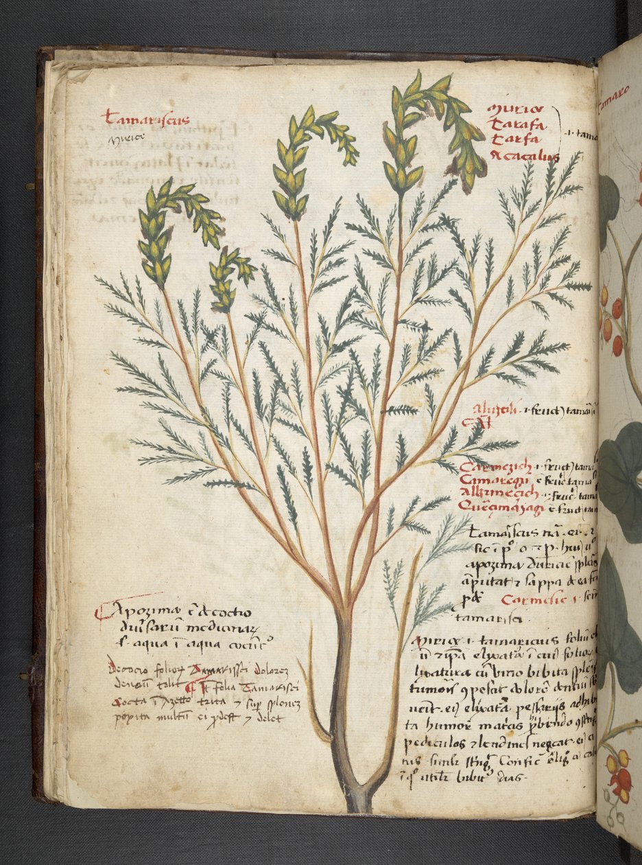 Lisää MS 41623 f.18v A yrtti, Belluno (muste ja väri vellum) tekijältä Italian School