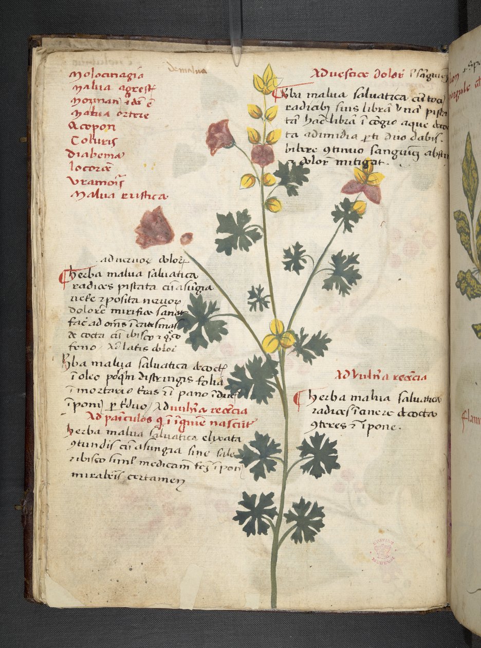 Lisää MS 41623 f.19v A yrtti, Belluno (muste ja väri vellum) tekijältä Italian School