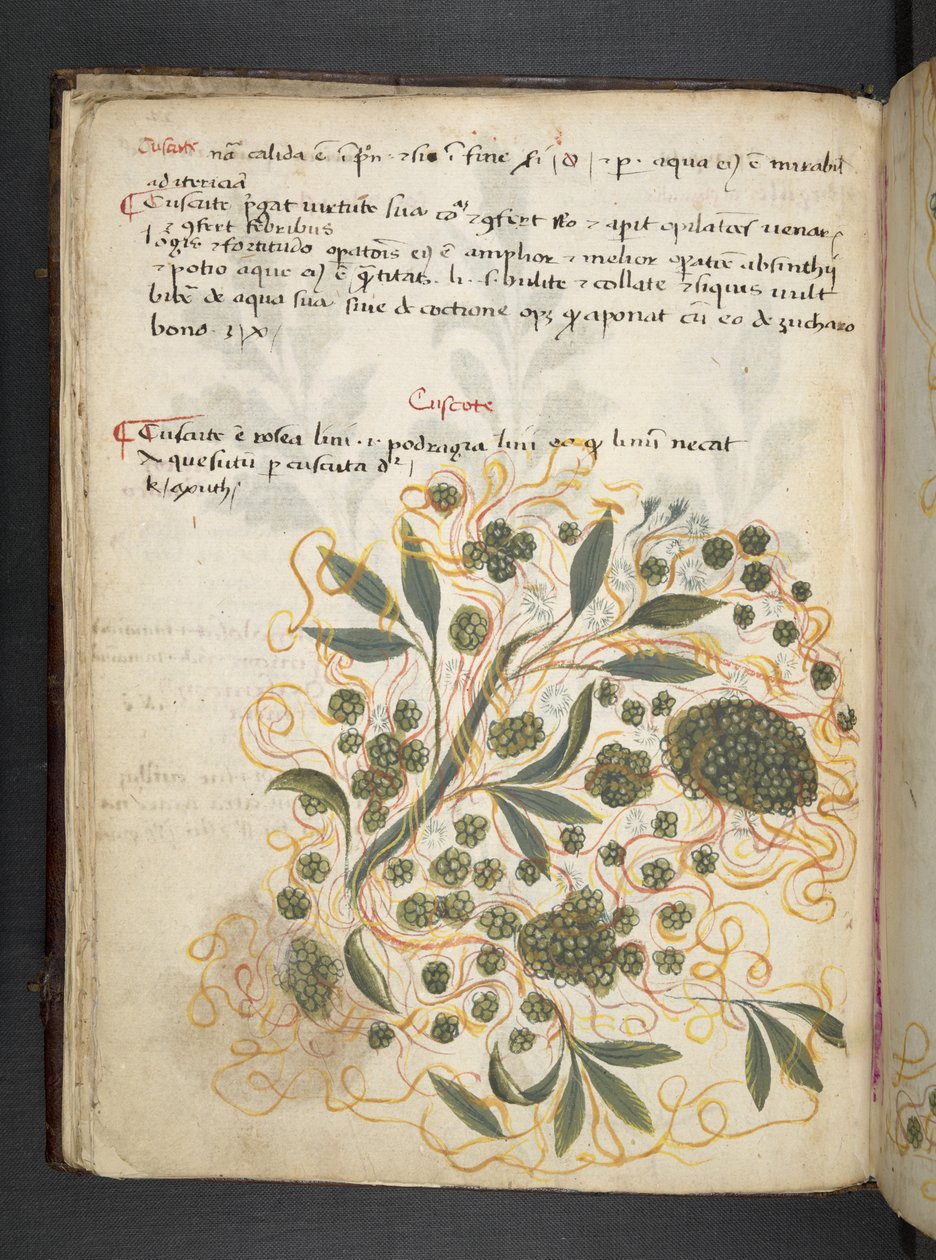 Lisää MS 41623 f.20v A yrtti, Belluno (muste ja väri velumilla) tekijältä Italian School