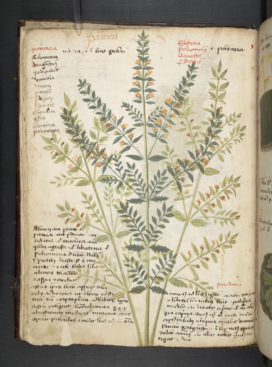 Lisää MS 41623 f.21v A yrtti, Belluno (muste ja väri vellum) tekijältä Italian School