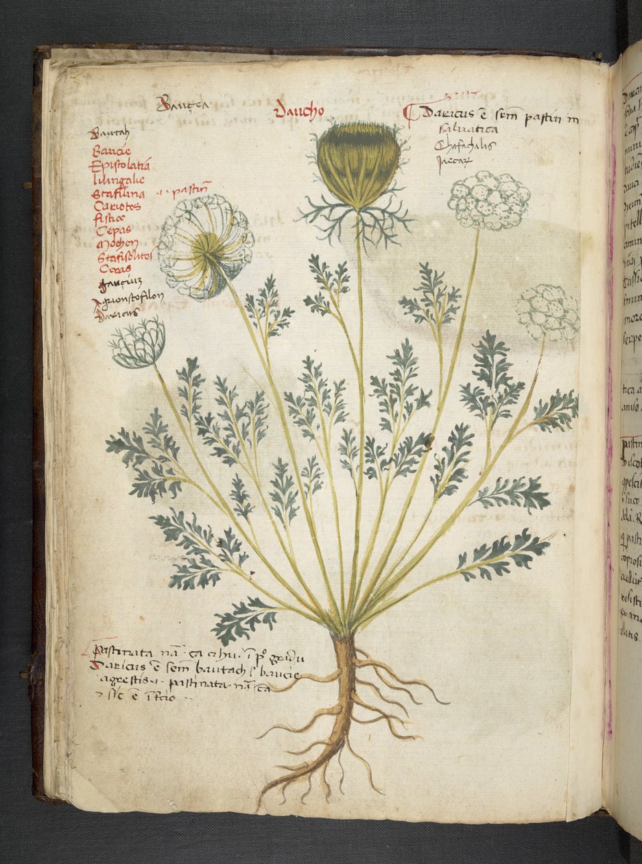 Lisää MS 41623 f.22v A yrtti, Belluno (muste ja väri velumilla) tekijältä Italian School