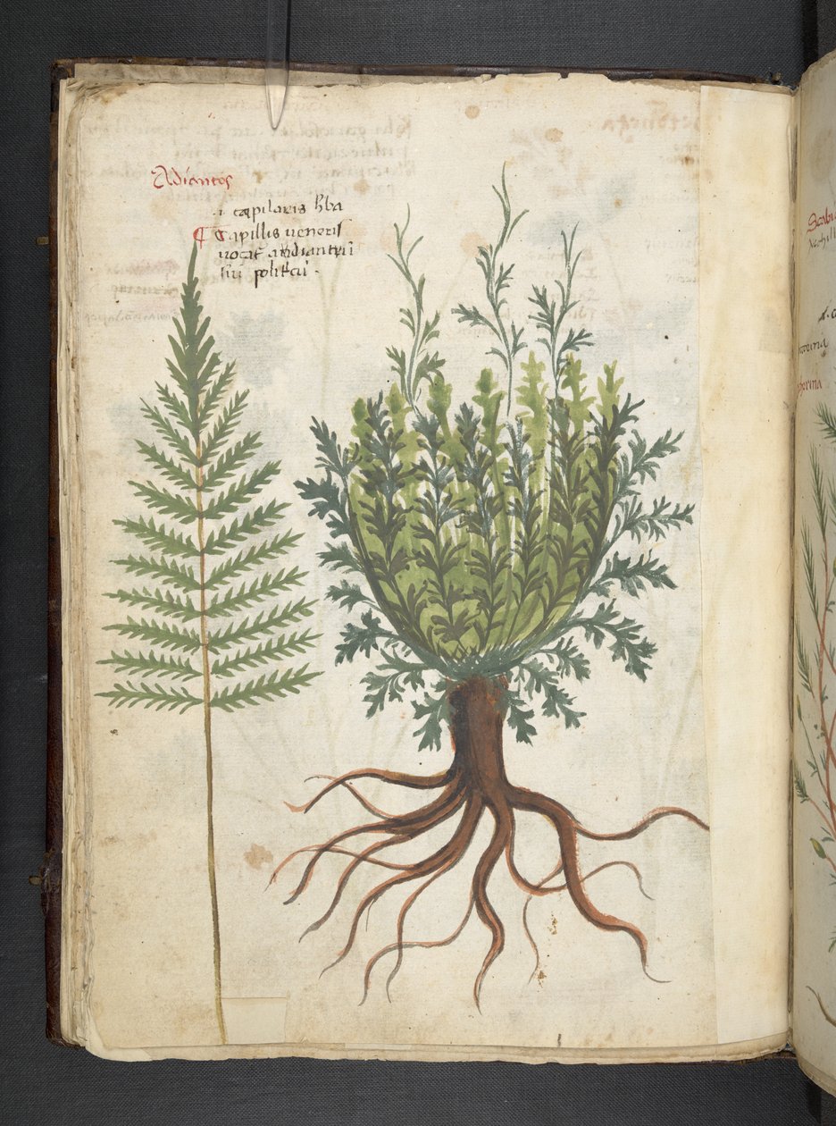 Lisää MS 41623 f.25v A yrtti, Belluno (muste ja väri vellum) tekijältä Italian School