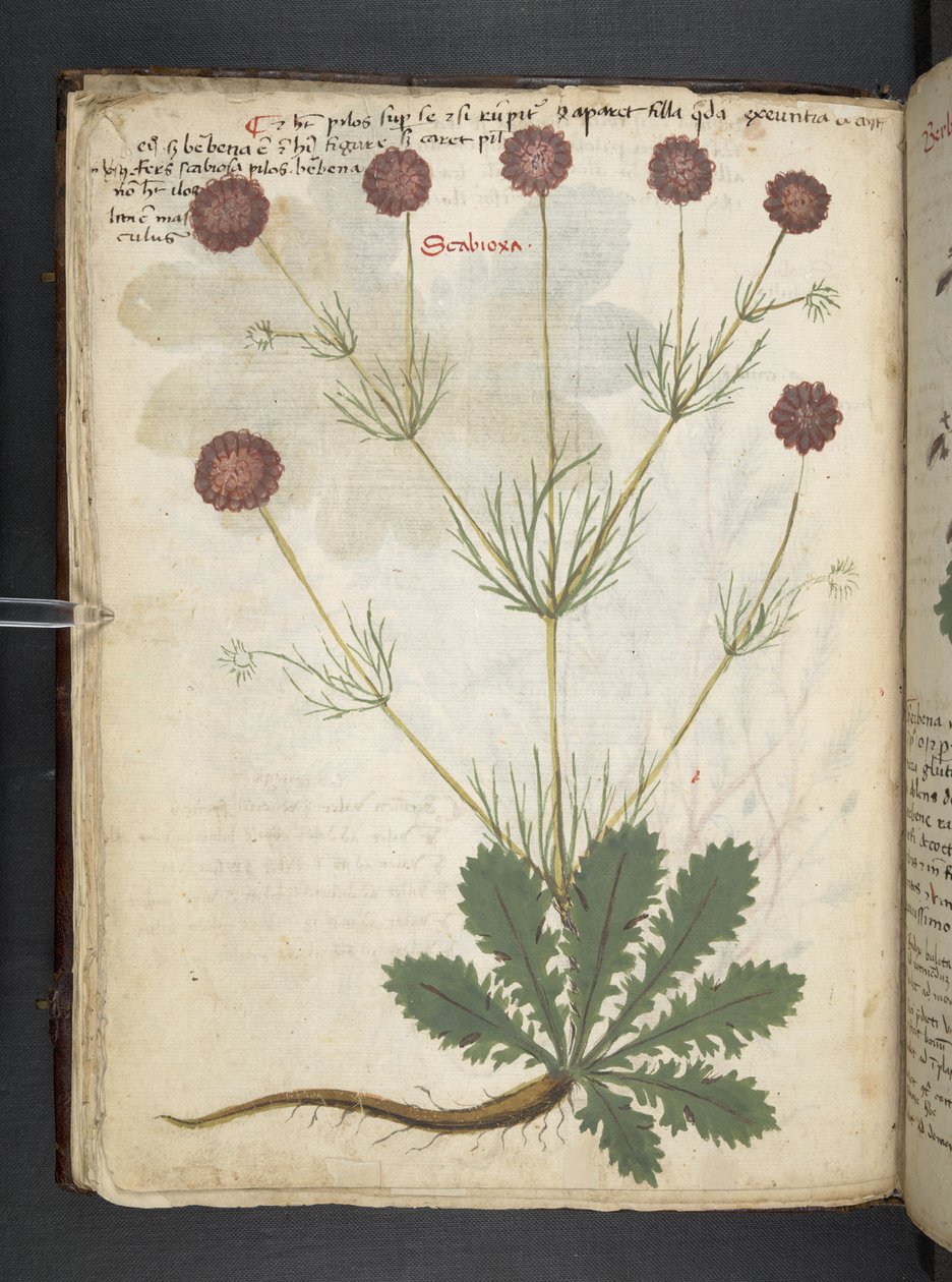 Lisää MS 41623 f.26v A yrtti, Belluno (muste ja väri velumilla) tekijältä Italian School