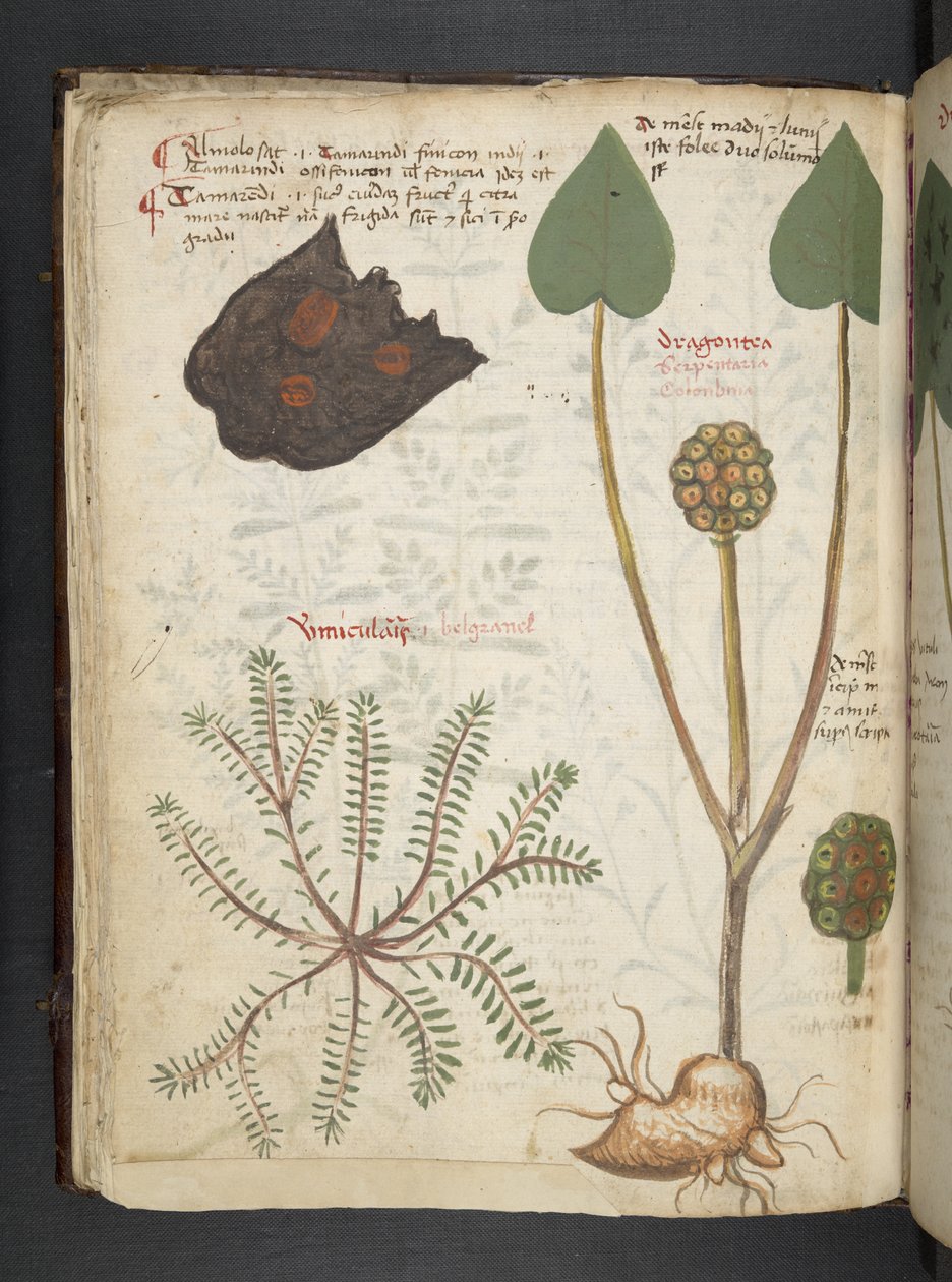 Lisää MS 41623 f.28v 