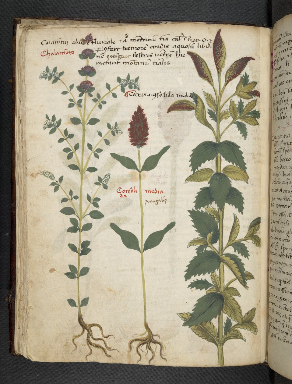 Lisää MS 41623 f.30v 