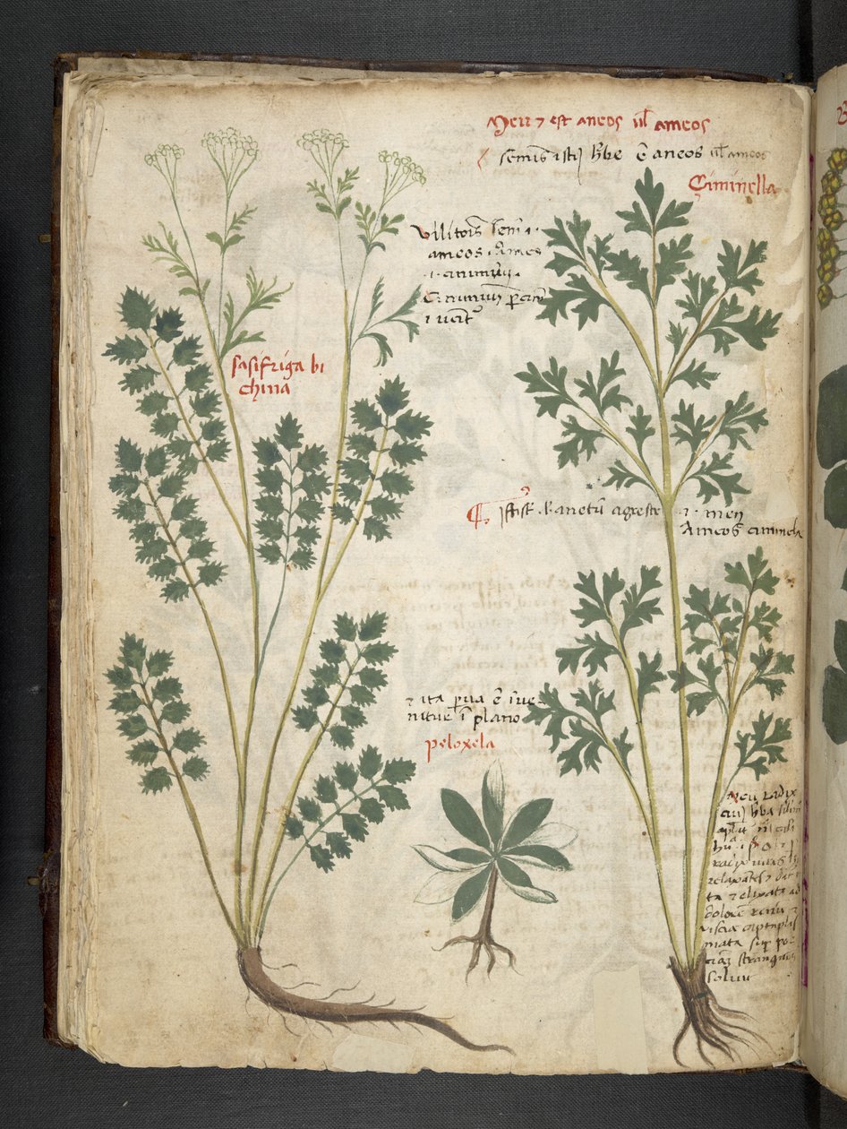Lisää MS 41623 f.33v 