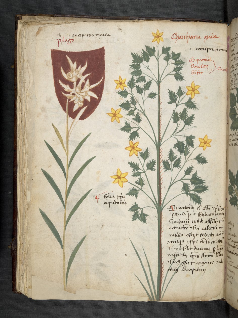 Lisää MS 41623 f.35v 