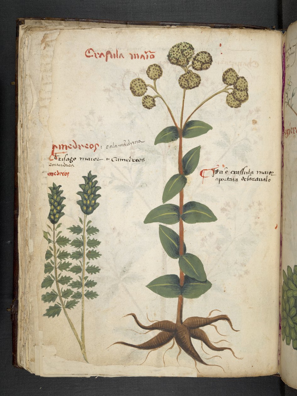 Lisää MS 41623 f.37v 