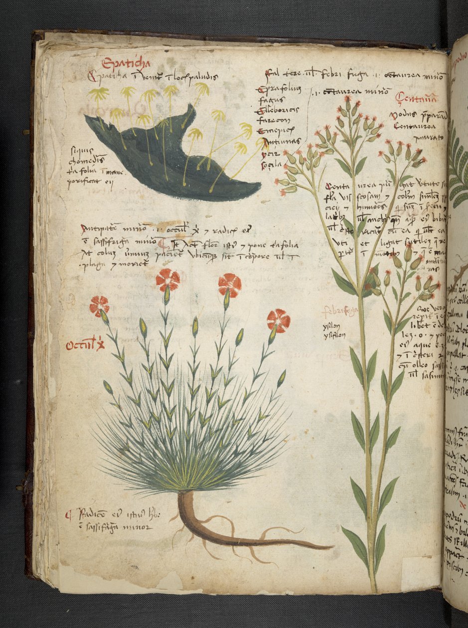 Lisää MS 41623 f.38v 