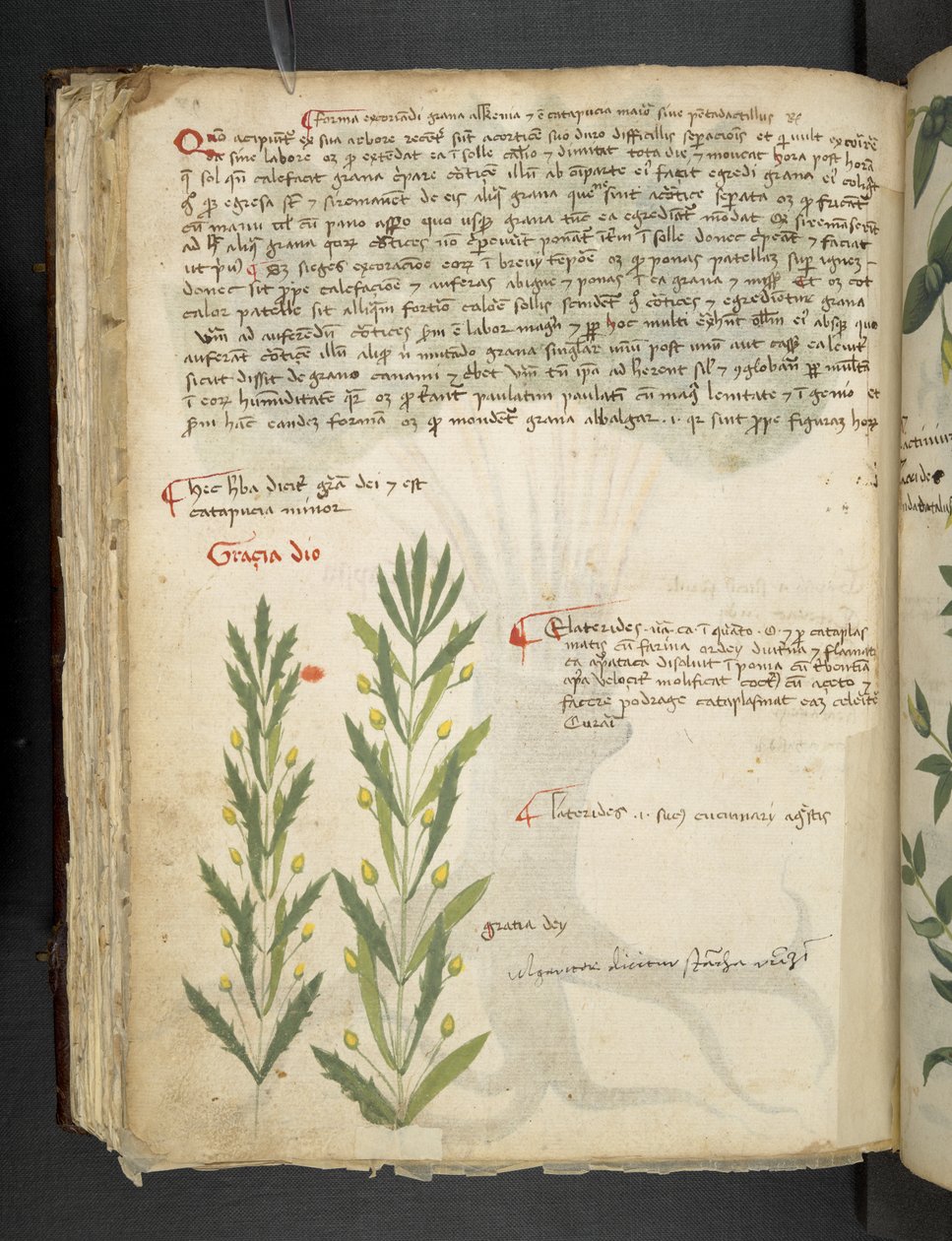 Lisää MS 41623 f.39v 