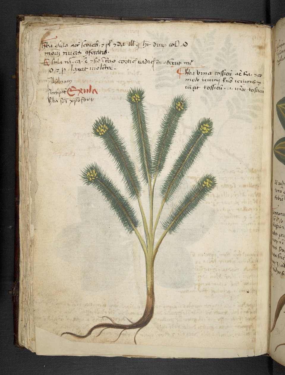 Lisää MS 41623 f.39v 