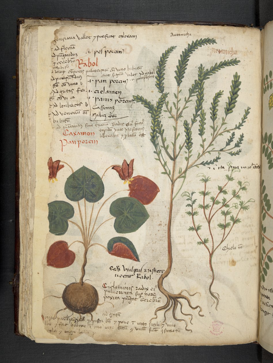 Lisää MS 41623 f.40v 