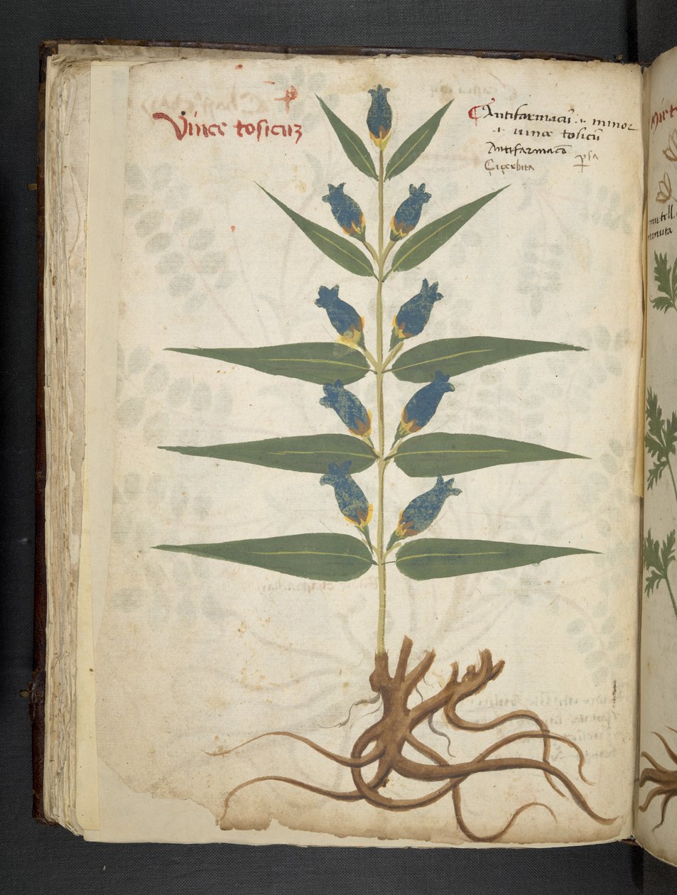 Lisää MS 41623 f.41v 