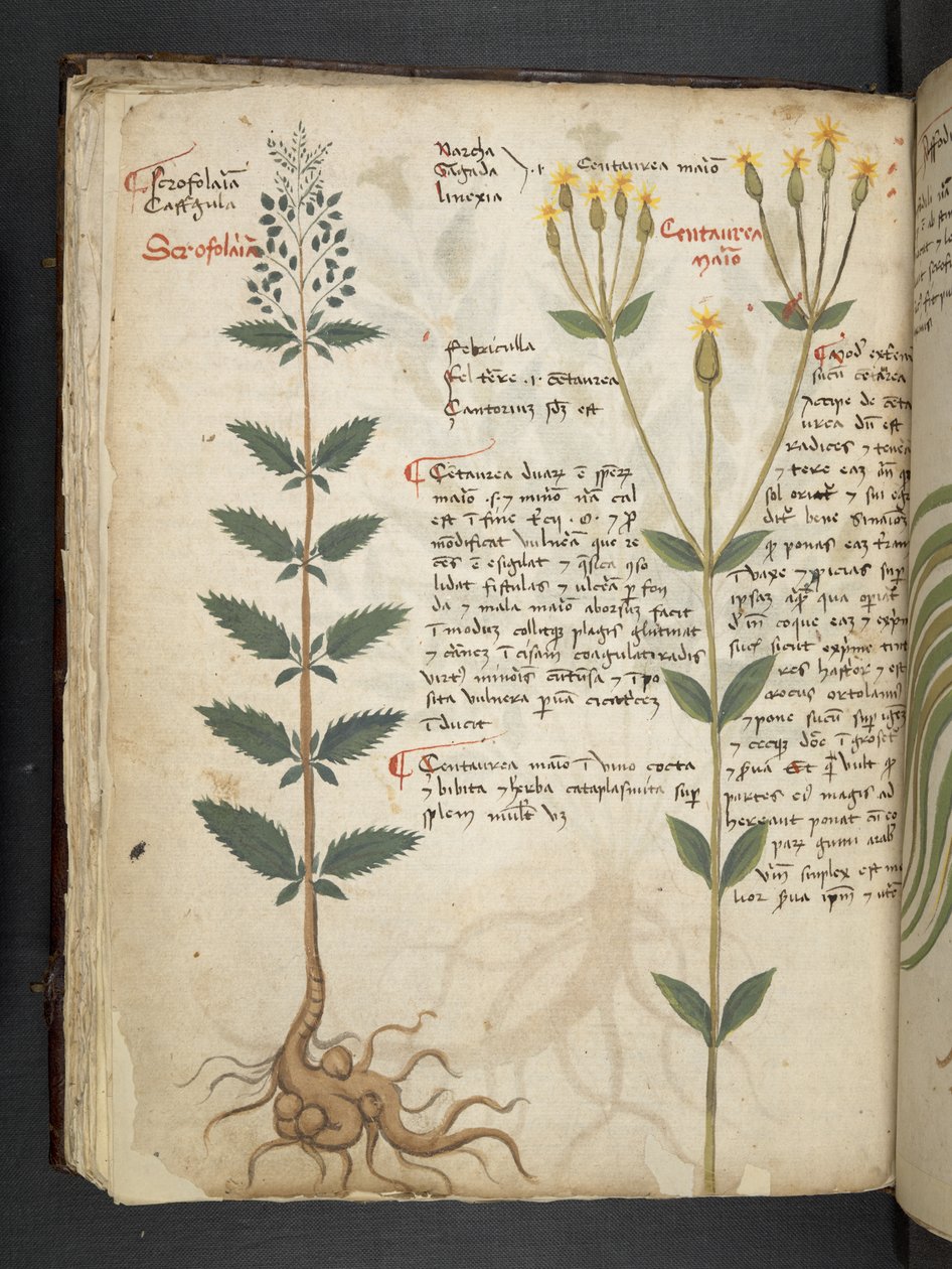 Lisää MS 41623 f.48v 