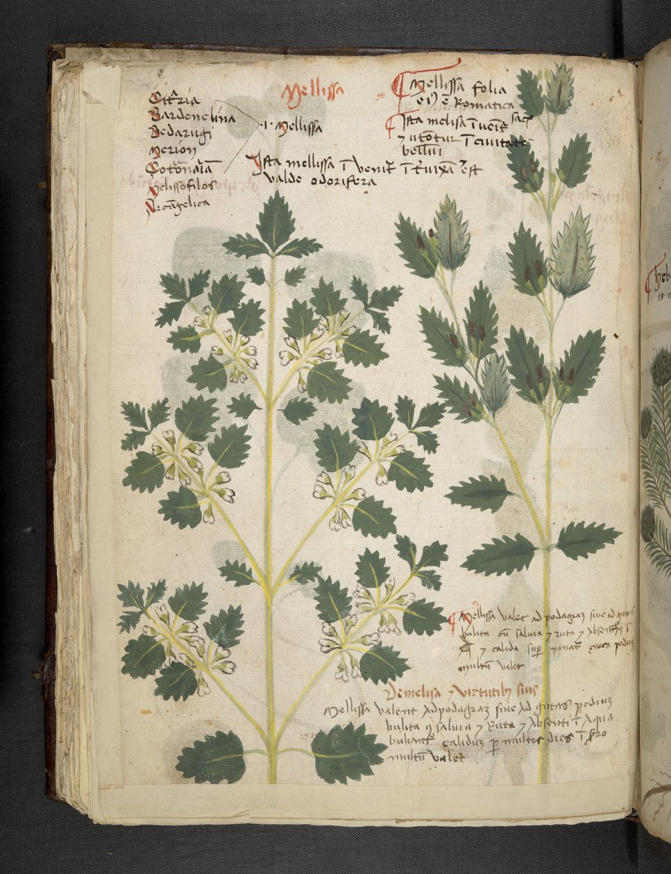 Lisää MS 41623 f.52v 