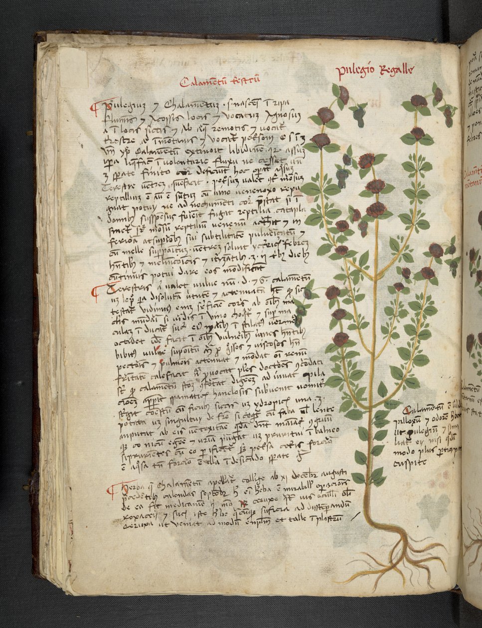 Lisää MS 41623 f.54v 