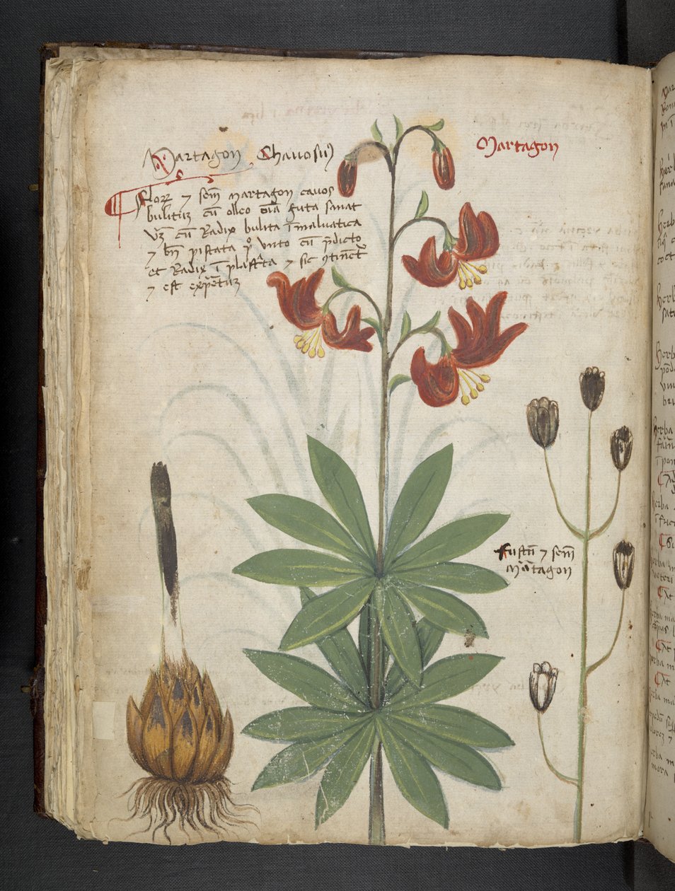 Lisää MS 41623 f.66v 