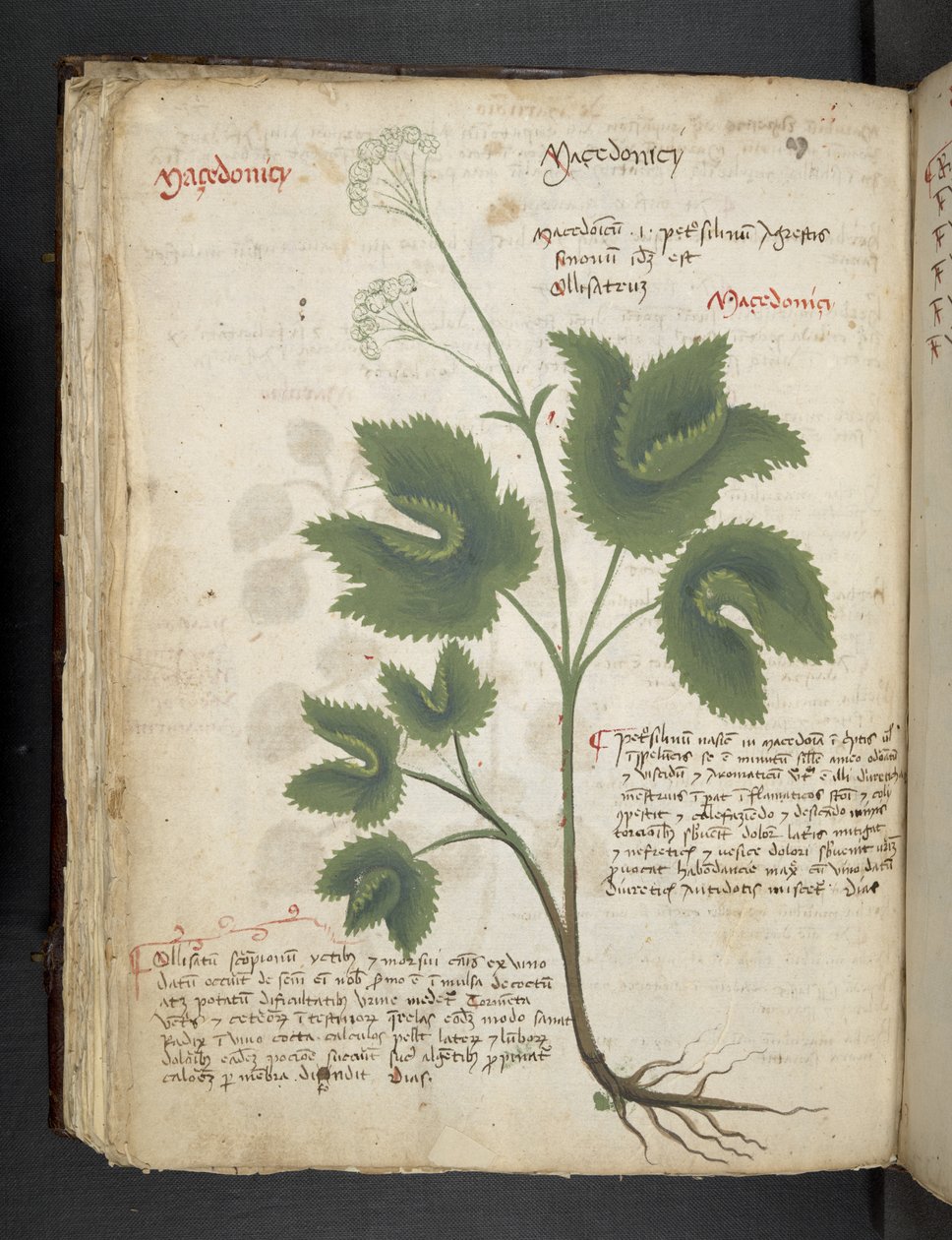 Lisää MS 41623 f.67v 