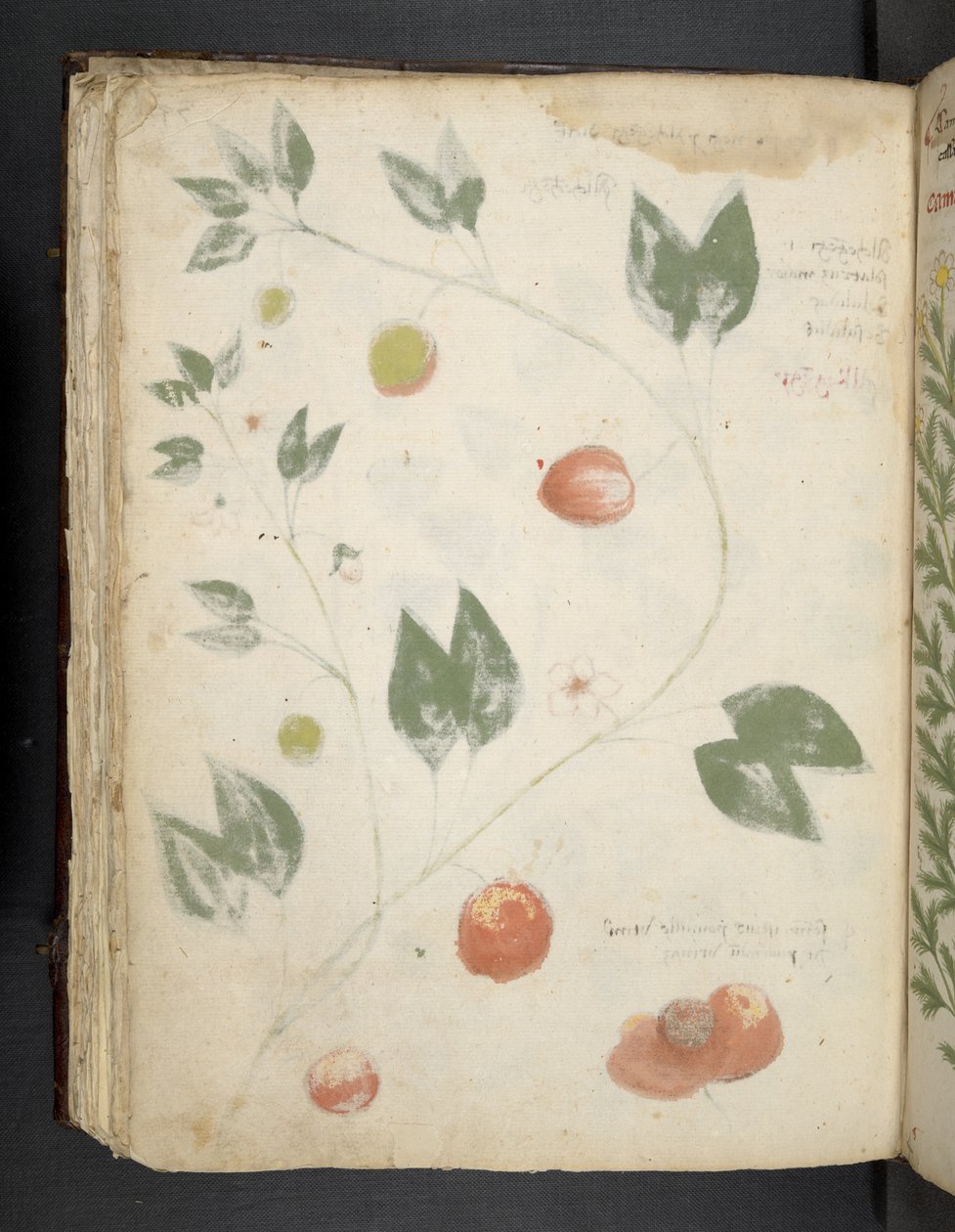 Lisää MS 41623 f.70v 