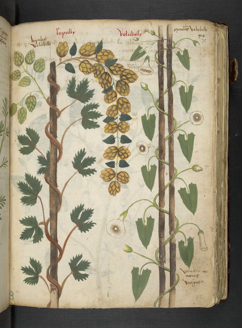 Lisää MS 41623 f.75r 