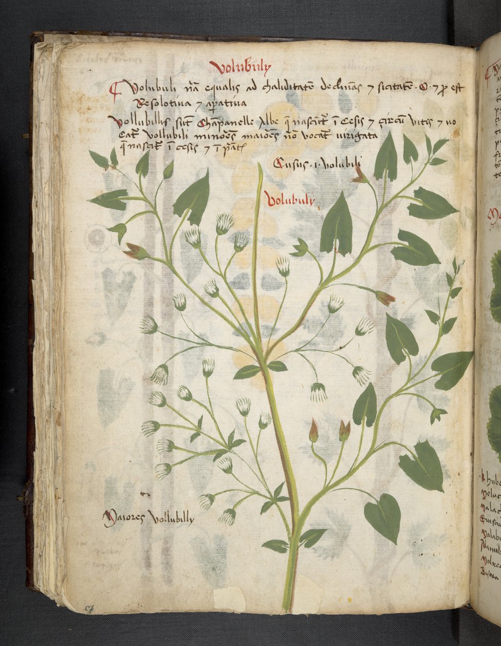 Lisää MS 41623 f.75v 