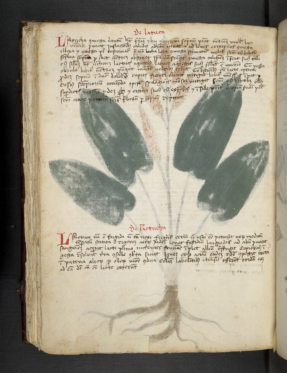 Lisää MS 41623 f.80v 