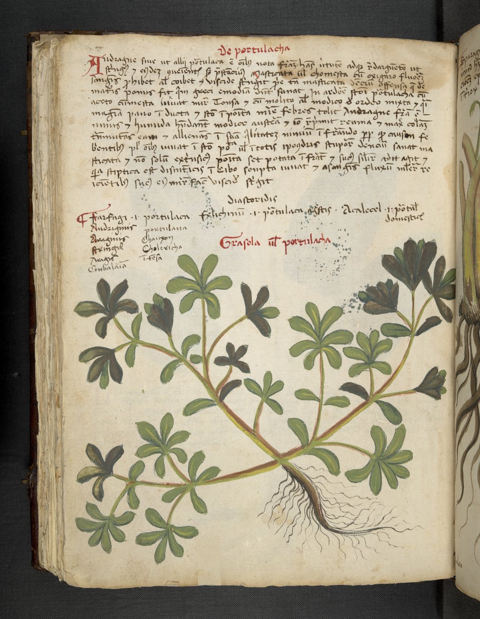 Lisää MS 41623 f.81v De Portulaca, 