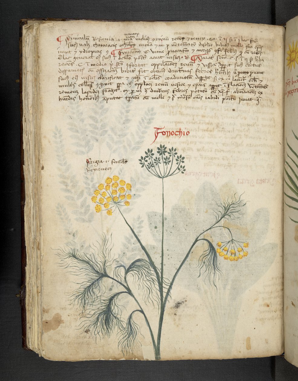 Lisää MS 41623 f.84v Finocchio, 