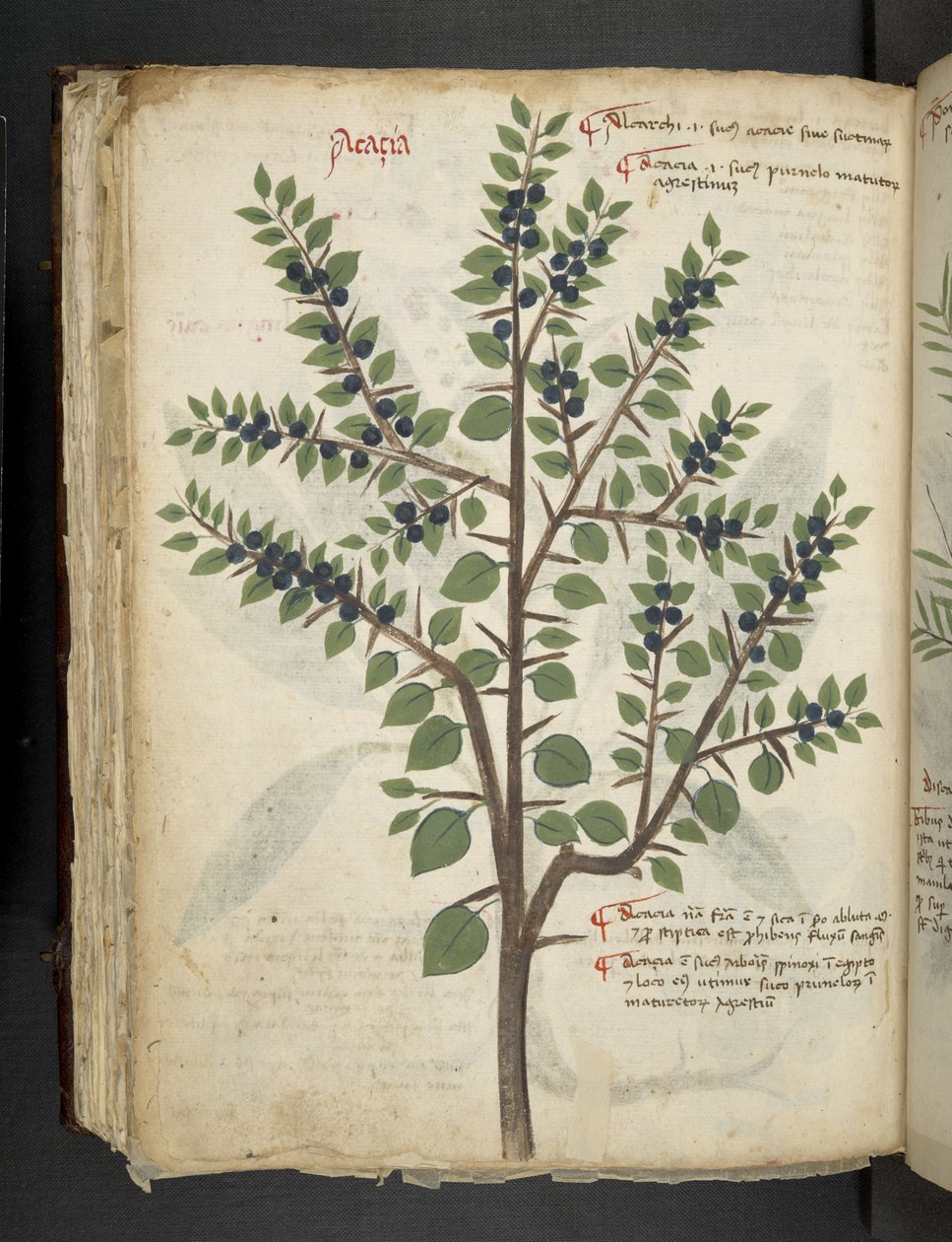 Lisää MS 41623 f.95v 