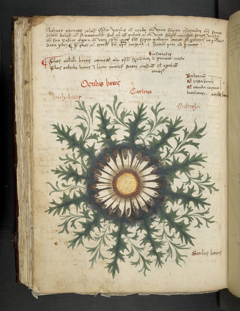 Lisää MS 41623 f.97v Carlina, 