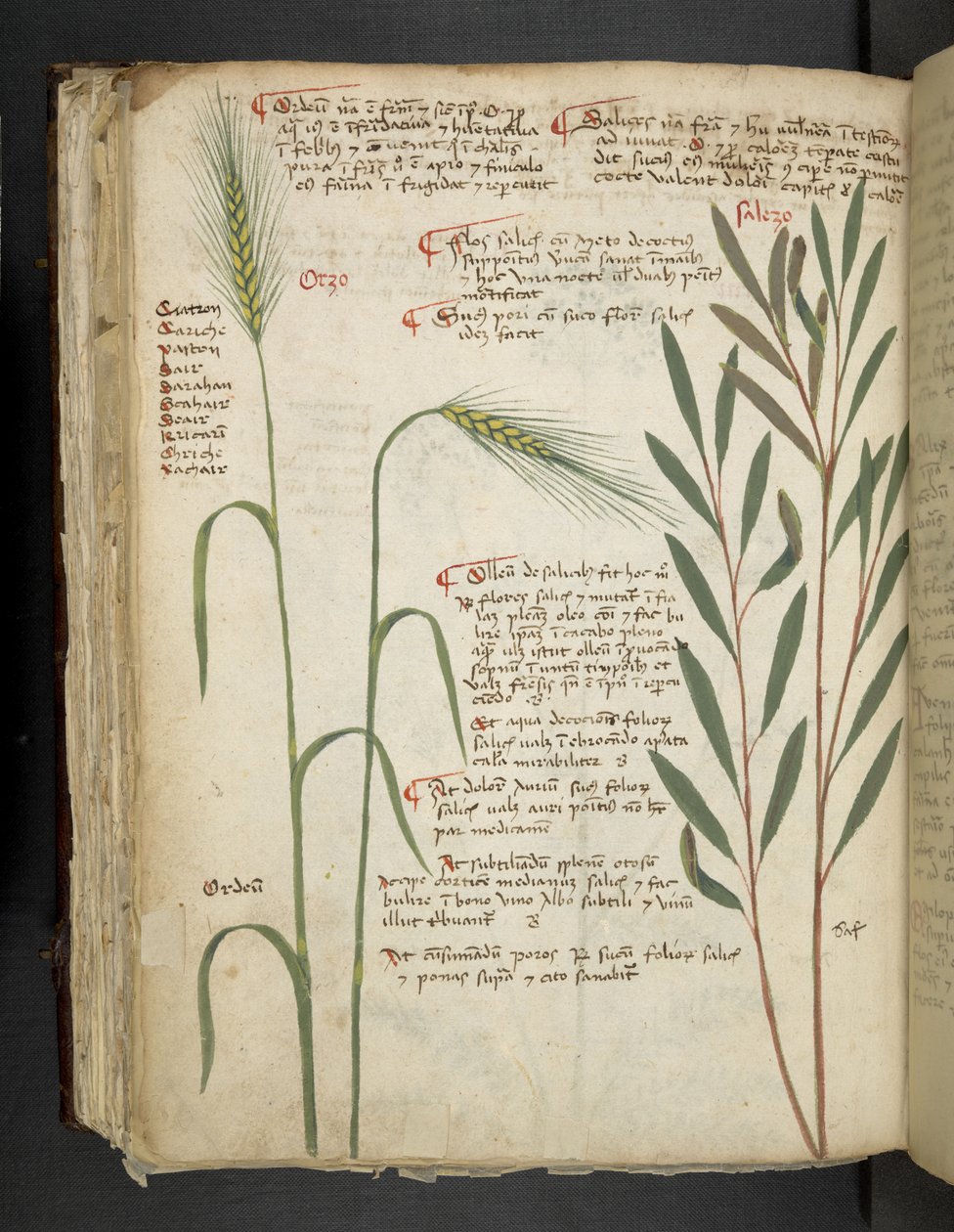 Lisää MS 41623 f.98v Orzo, 