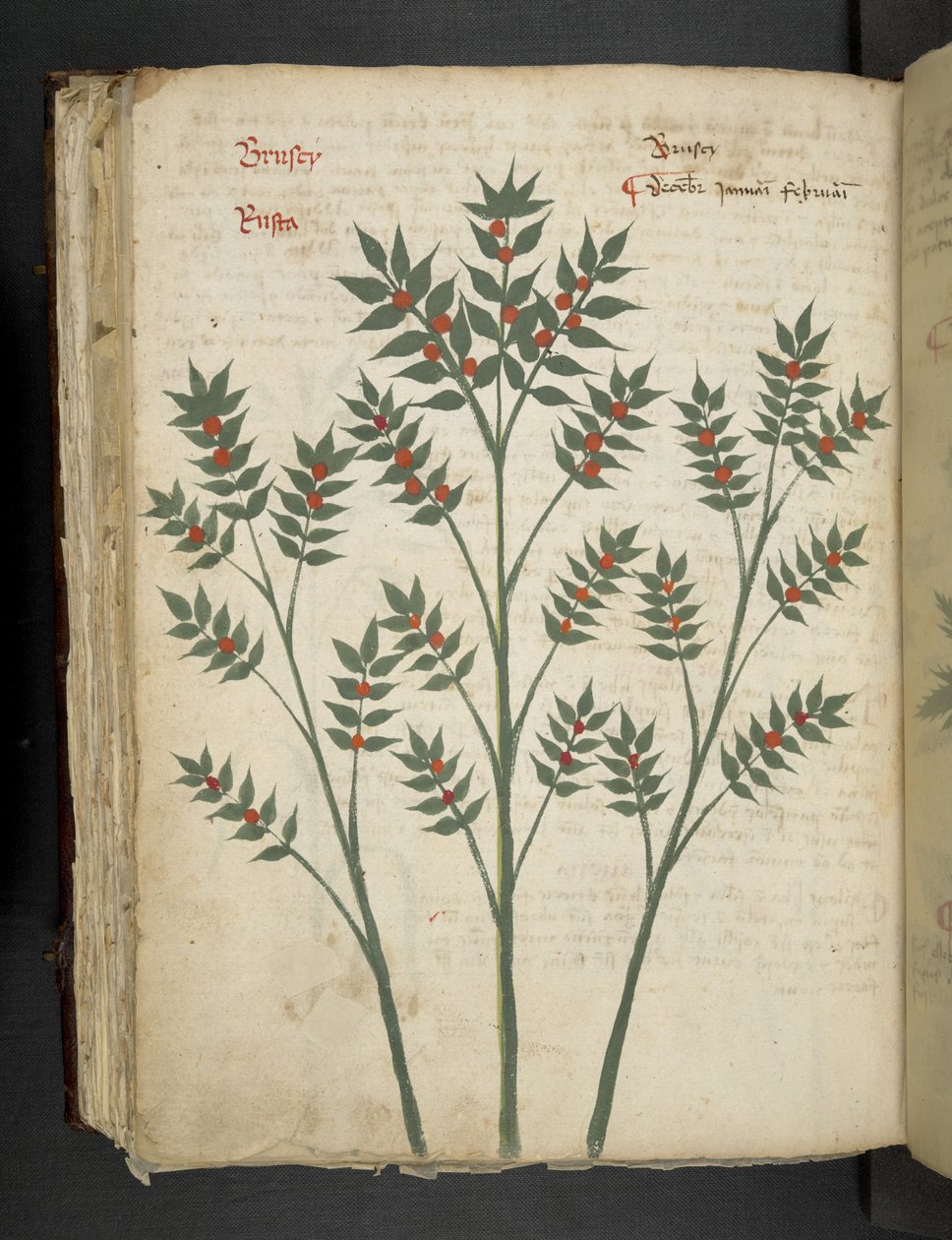 Lisää MS 41623 f.99v 