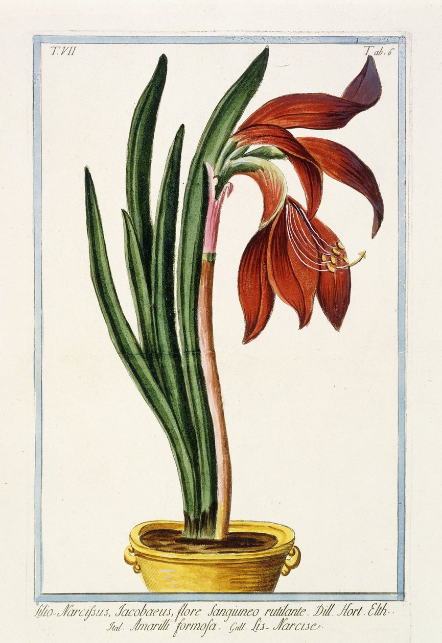 Amaryllis Formosa, 1772-1784 tekijältä Italian School