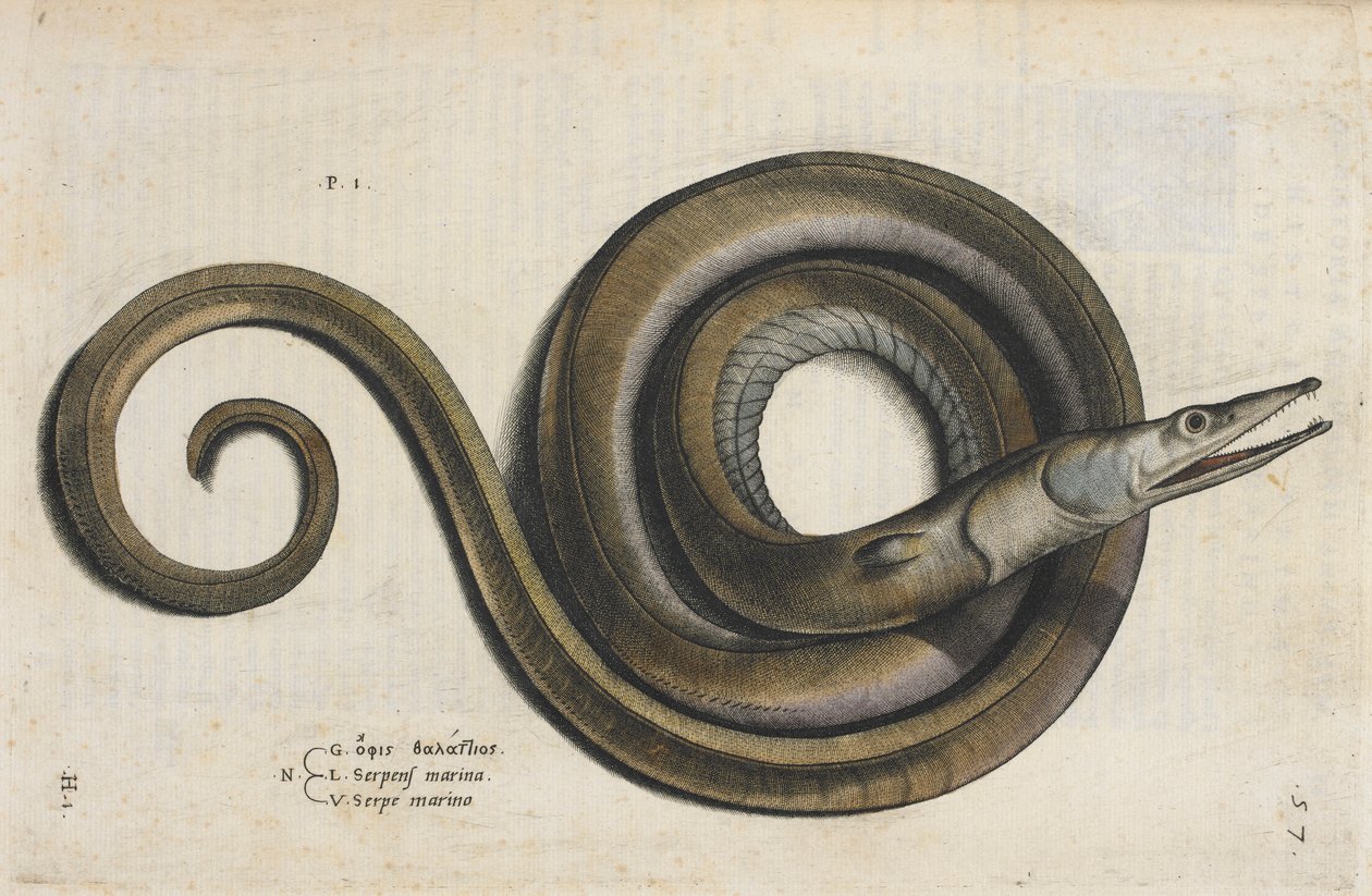Ankerias, kuva "Aquatilium Animalium Historiæ liber primus", kirjoittanut Ippolito Salviani tekijältä Italian School