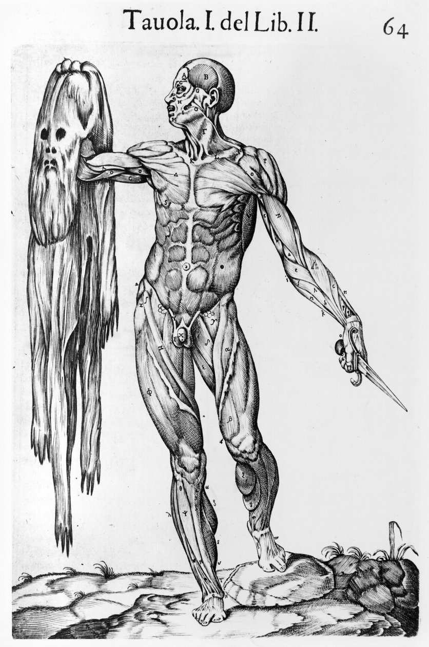Anatominen tutkimus, levy 64, kuva Anatomia del corpo humanosta, kirjoittanut Juan de Valverde (n. 1525-n. 1587) Rooma, 1560 tekijältä Italian School