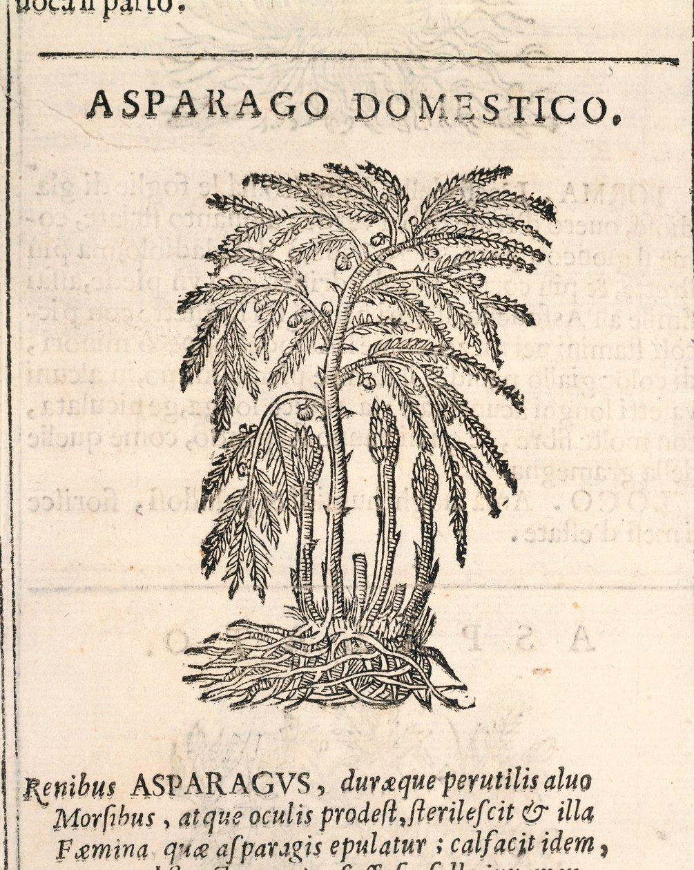 Parsa (Asparagus officinalis), kaiverrus Castore Durante tekijältä Italian School