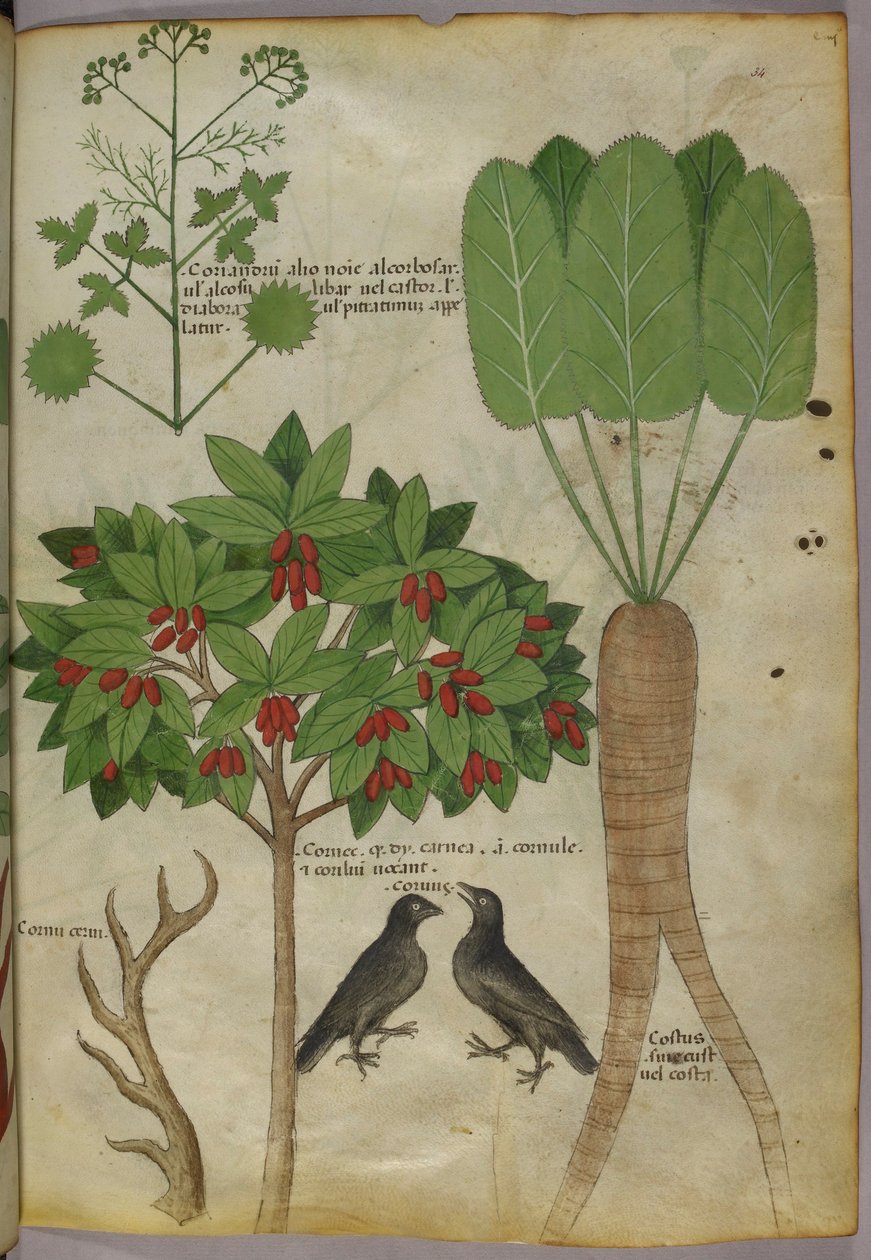Kasvitieteellinen kuva kasveista ja linnuista, n. 1440 (muste ja väri paperille tekijältä Italian School