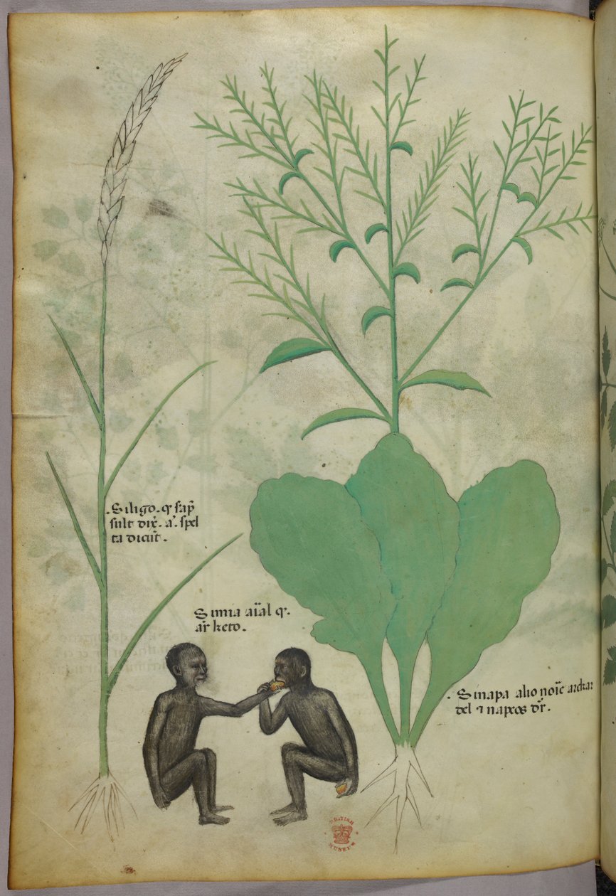 Kasvitieteellinen ja eläinkuvitus kasvista ja kahdesta apinasta, noin 1440 (tussi ja väri pergamentille). tekijältä Italian School