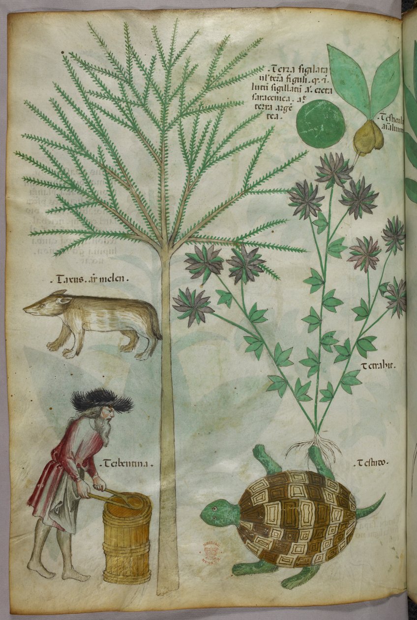 Kasvitieteellinen ja eläinkuvitus kasveista, kilpikonnasta, ihmisestä ja toisesta eläimestä, noin 1440 (tussi ja väri pergamentille). tekijältä Italian School