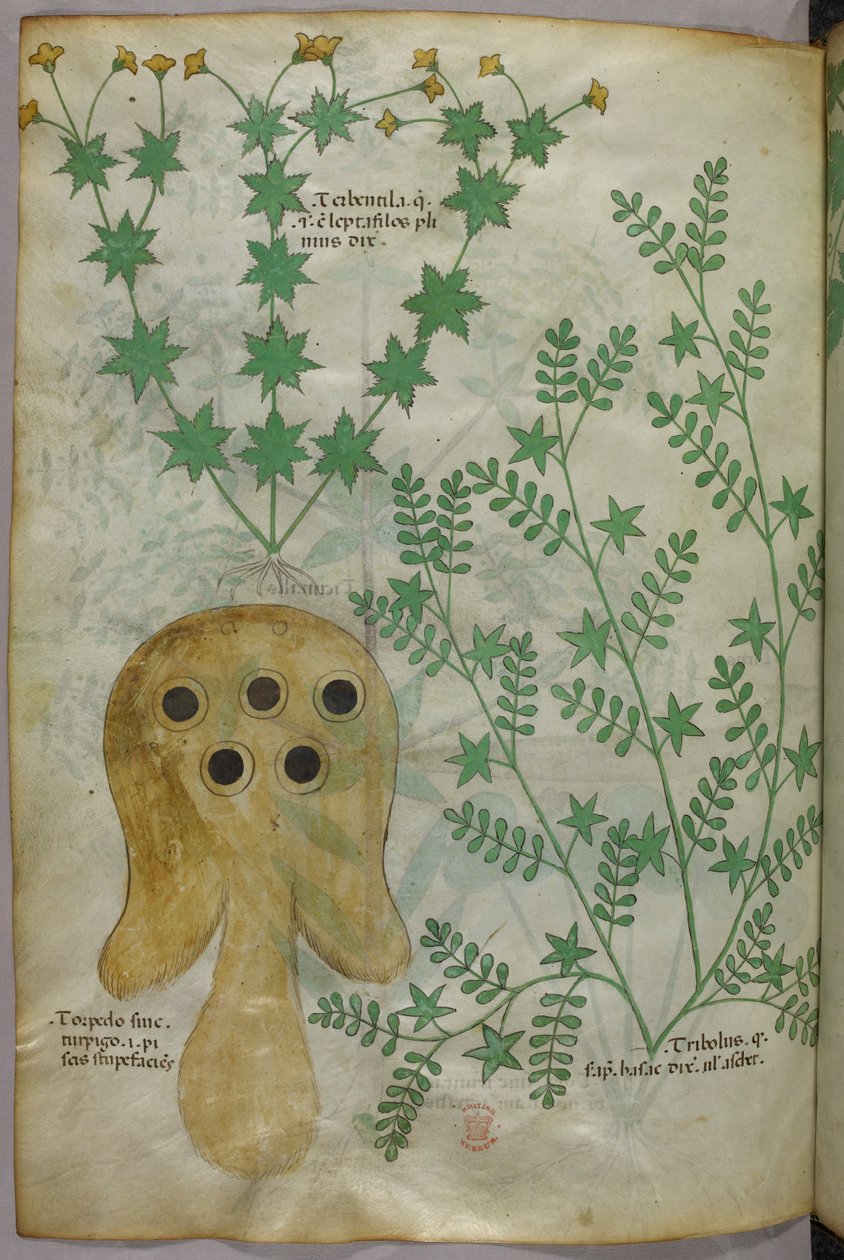 Kasvitieteellinen ja eläinkuvitus kasveista ja torpedokalasta, noin 1440 (tussi ja väri pergamentille). tekijältä Italian School