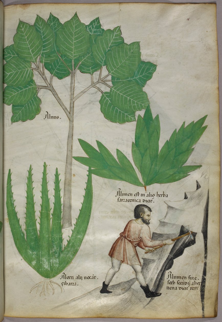 Kasvitieteellinen kuvitus, jossa mies kirveen kanssa murtaa kalliota alumiiniöljyn talteenottoa varten, noin 1440 (tussi ja väri pergamentille). tekijältä Italian School