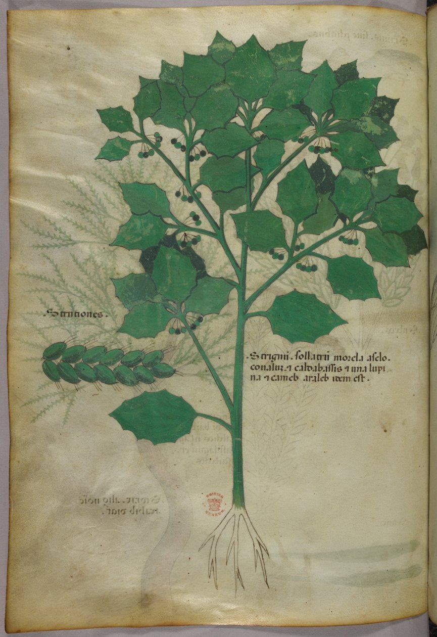 Kasvitieteellinen kuvitus, noin 1440 (tussi ja väri pergamentille). tekijältä Italian School
