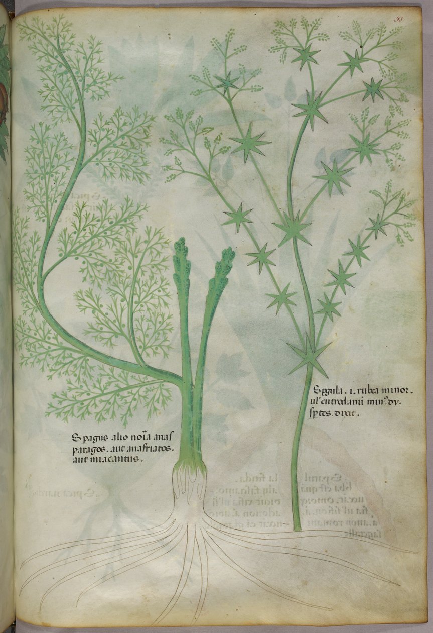 Kasvitieteellinen kuvitus, noin 1440 (tussi ja väri pergamentille). tekijältä Italian School