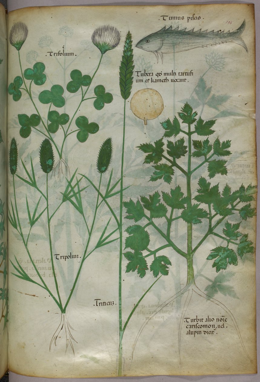 Kasvitieteellinen kuvitus, noin 1440 (tussi ja väri pergamentille). tekijältä Italian School