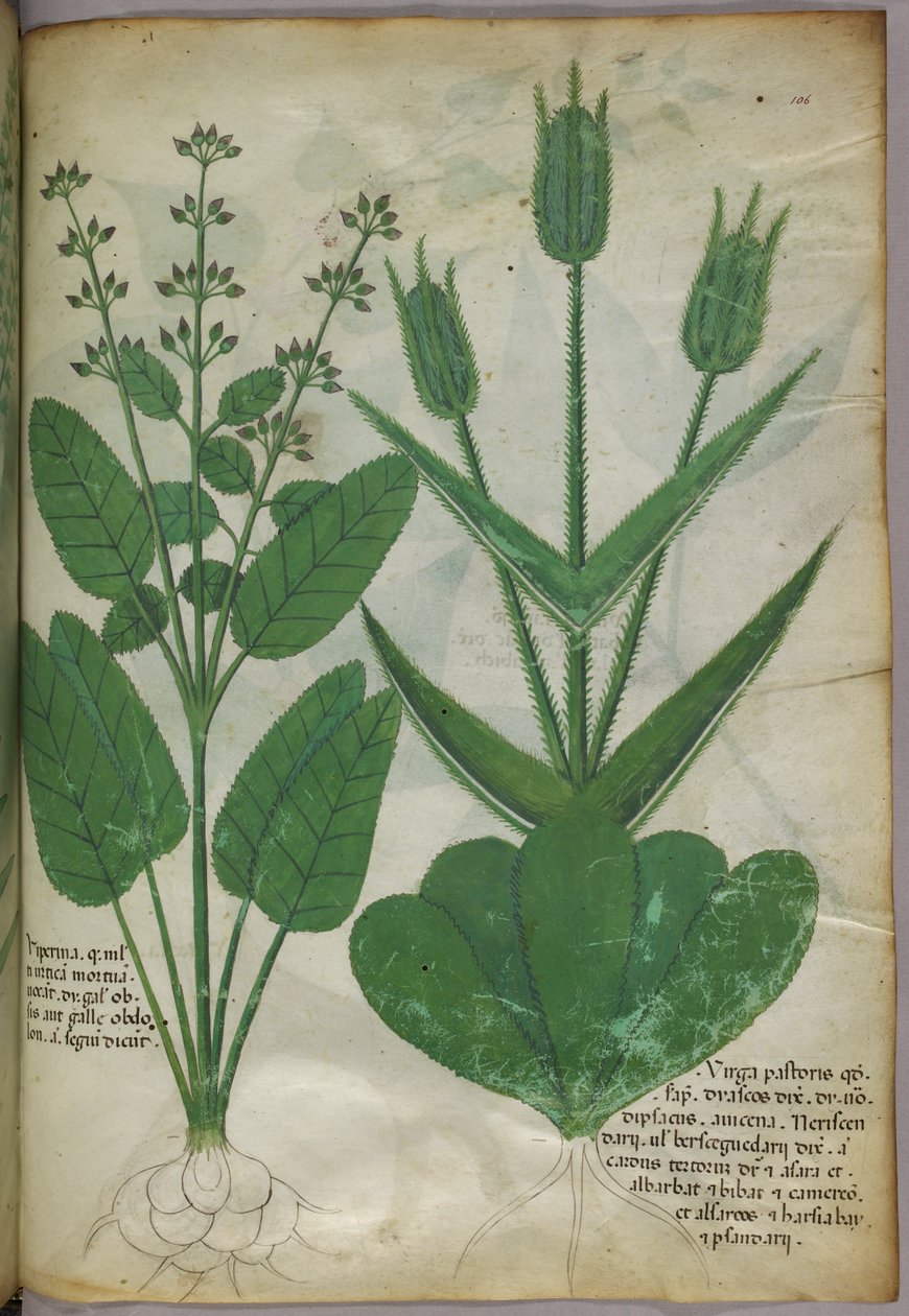 Kasvitieteellinen kuvitus, noin 1440 (tussi ja väri pergamentille). tekijältä Italian School
